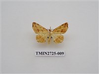 藏品(尺蛾280)的圖片